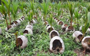 Chọn giống dừa phù hợp