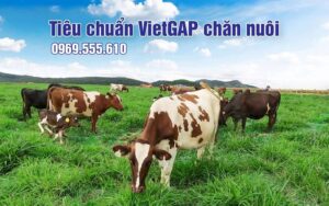 Chăn nuôi theo tiêu chuẩn VietGAP