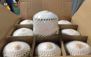 Tiêu chuẩn dừa xuất khẩu
