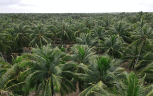 Mã số vùng trồng