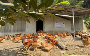 Nuôi gà theo tiêu chuẩn VietGAP