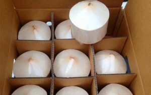Tuân thủ đóng gói dừa tươi xuất khẩu đúng kỹ thuật