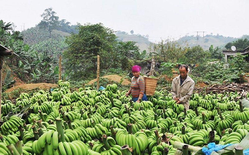 Các vùng trồng chuối ở miền núi