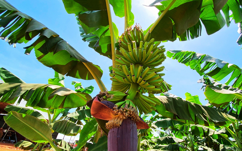 Chế độ chăm sóc