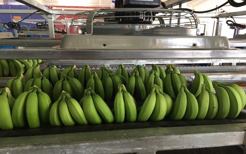 Quy trình đóng gói chuối xuất khẩu