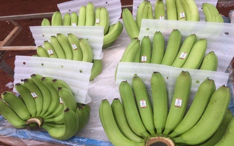 Đóng gói chuối vào túi PE và hút chân không