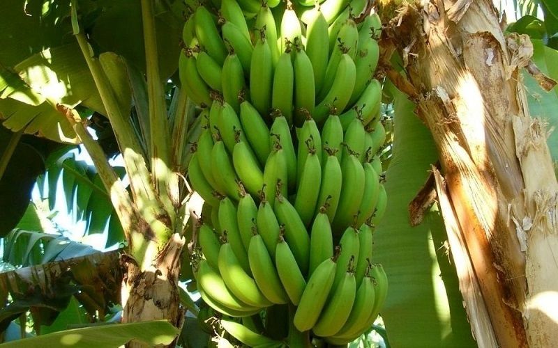 Tiêu chuẩn thu hoạch và xử lý