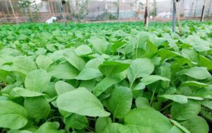 Nông nghiệp hữu cơ là gì?