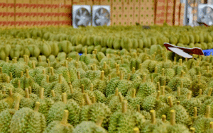 Danh sách các công ty xuất khẩu sầu riêng