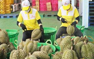 Tình hình xuất khẩu sầu riêng hiện nay