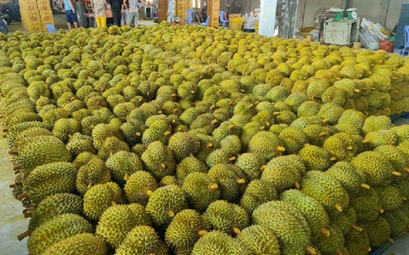 Danh sách các công ty xuất khẩu sầu riêng