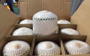 Hướng dẫn đóng gói dừa tươi xuất khẩu
