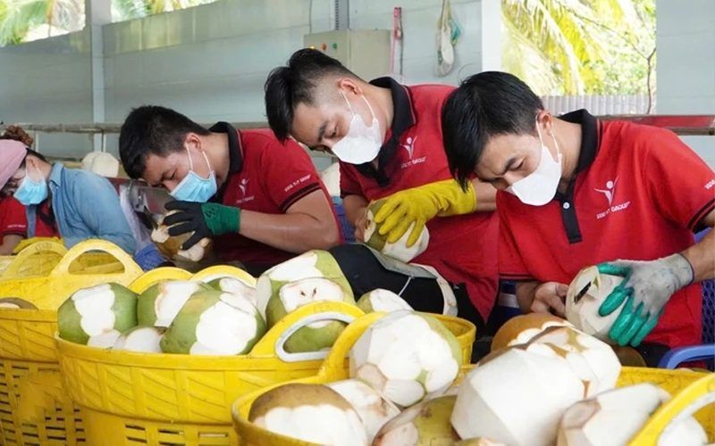 Hướng dẫn đóng gói dừa tươi xuất khẩu