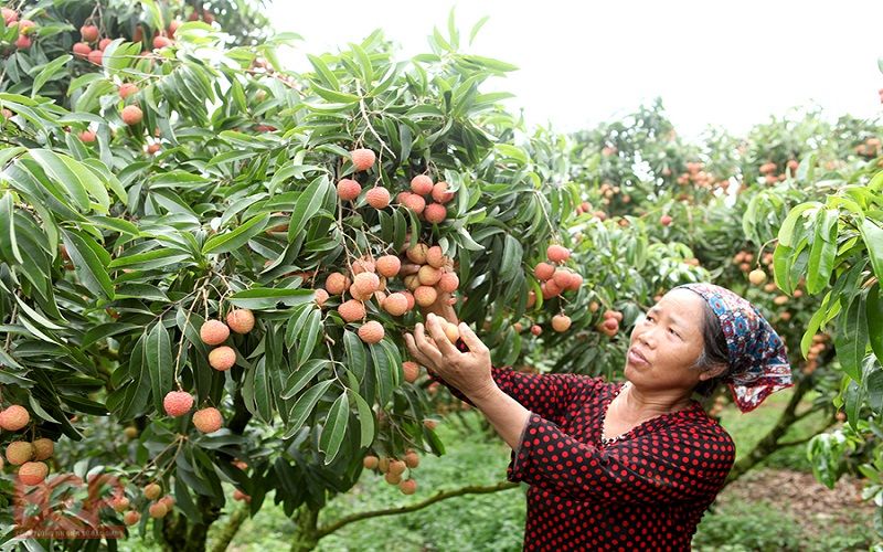 Quy trình đăng ký mã số vùng trồng vải