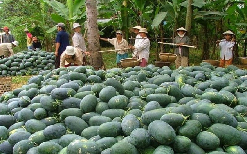 Quy trình đăng ký mã số vùng trồng dưa hấu