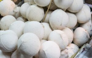 Dừa sọ là gì?