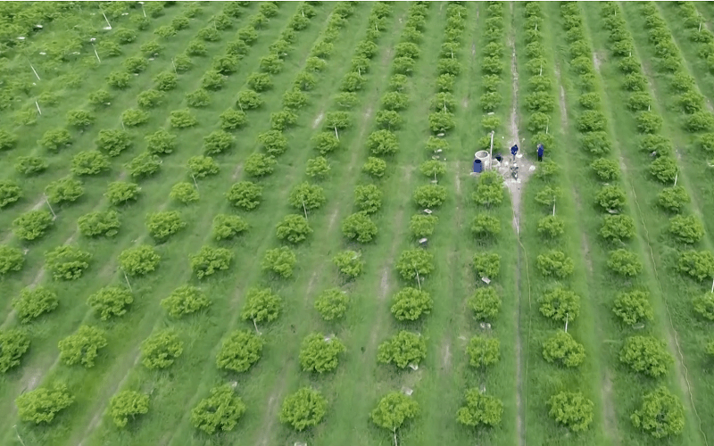 Lỗi thường gặp khi đăng ký mã số vùng trồng