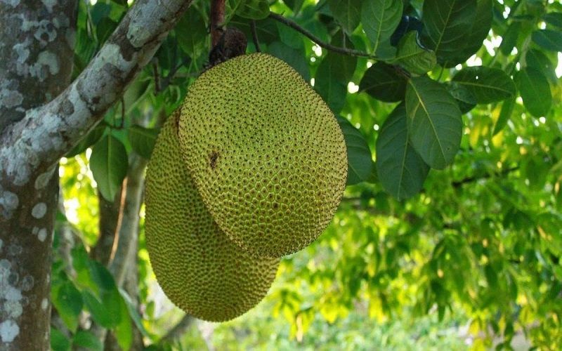 Lợi ích khi được cấp mã số vùng trồng mít