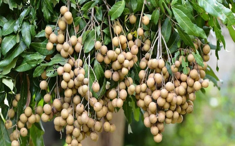 Mã số vùng trồng nhãn là gì?