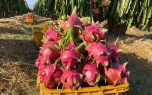 Mã số vùng trồng thanh long