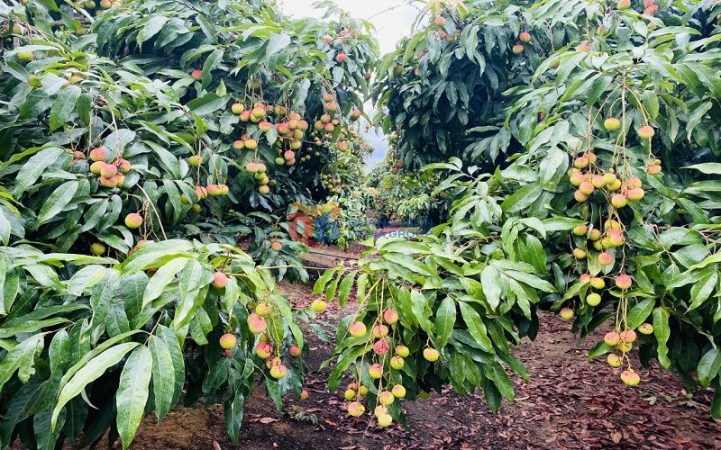 Duy trì mã số vùng trồng