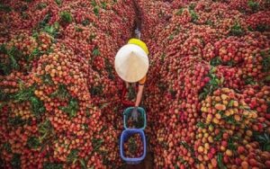 Mã số vùng trồng vải