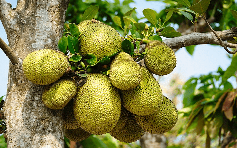 Điều kiện để được cấp mã số vùng trồng mít