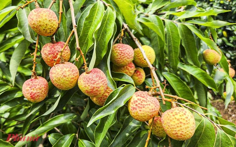 Điều kiện để đăng ký mã số vùng trồng vải
