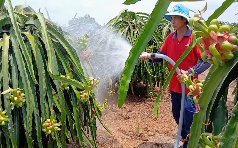 Tại sao cần đăng ký mã số vùng trồng thanh long?