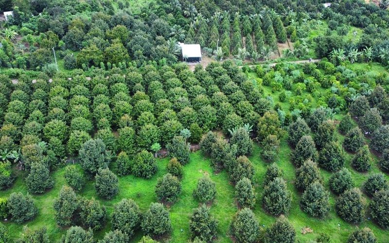 Kiểm tra mã số vùng trồng