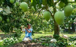 Duy trì mã số vùng trồng