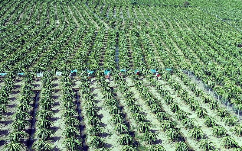 Không có mã số vùng trồng có xuất khẩu được không?