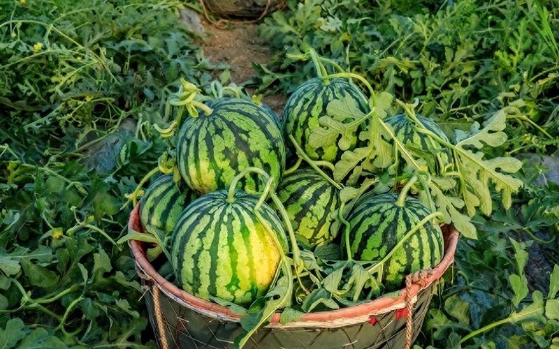 Mã số vùng trồng là gì?