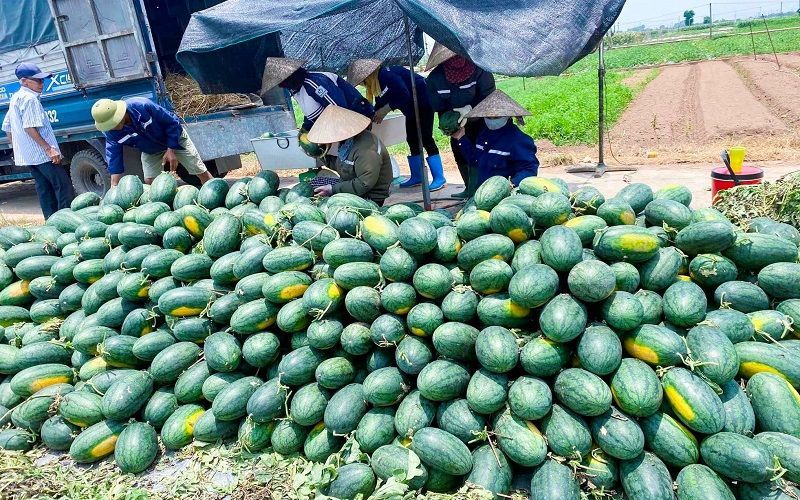 Thời hạn mã số vùng trồng