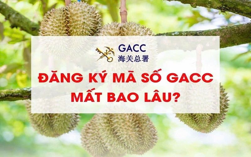 Đăng ký mã GACC mất bao lâu