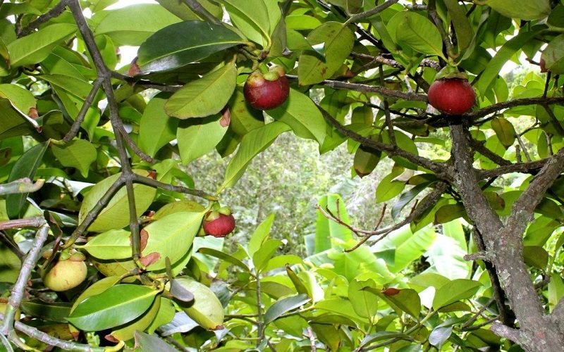 Mã số vùng trồng măng cụt