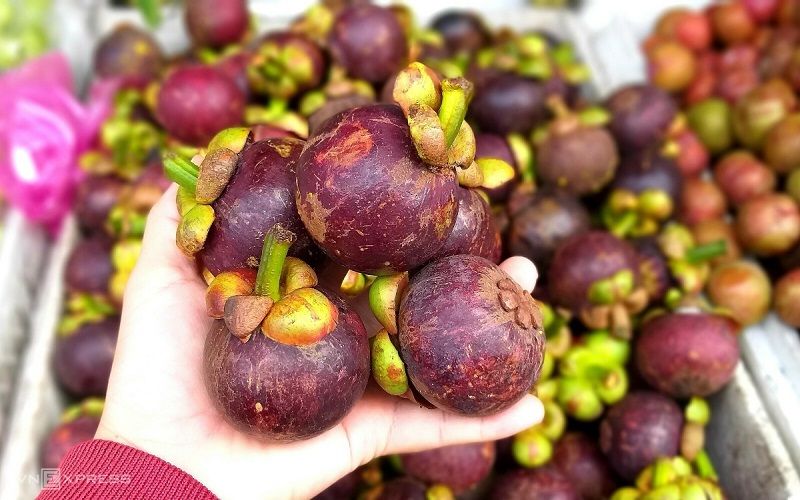 Mã số vùng trồng măng cụt là gì?