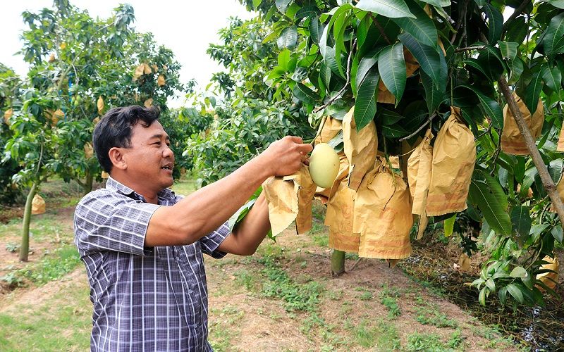 Ai cấp mã số vùng trồng?