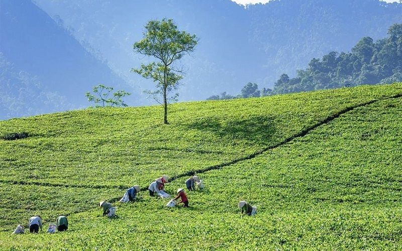 Vì sao doanh nghiệp bị thu hồi mã số vùng trồng?