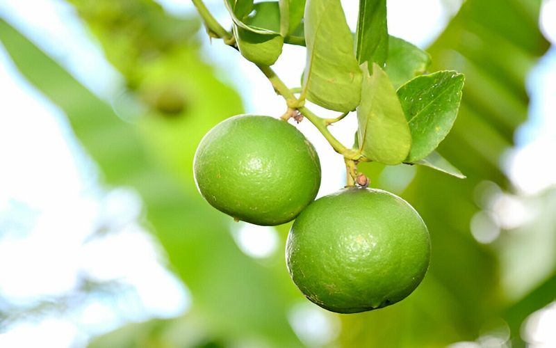 Mã số vùng trồng chanh