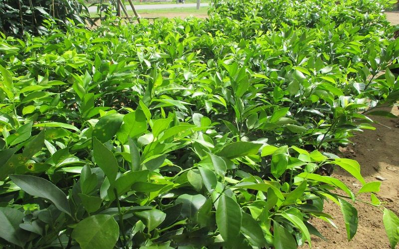 Điều kiện đăng ký mã số vùng trồng chanh