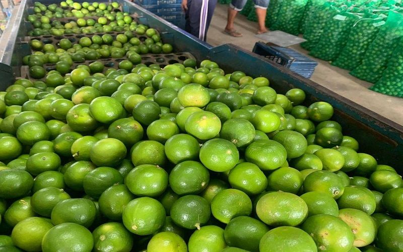 Quy trình đăng ký mã số vùng trồng chanh